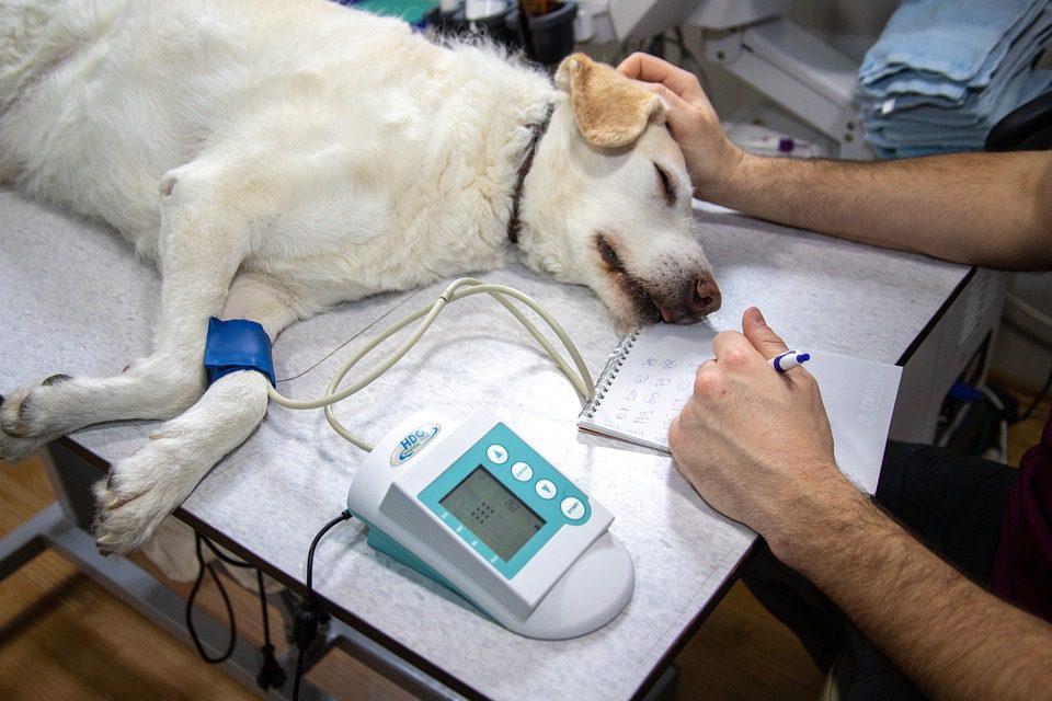 685138 Hospital Veterinario Dr Alonso Martinez Andalucía Noticias 24h