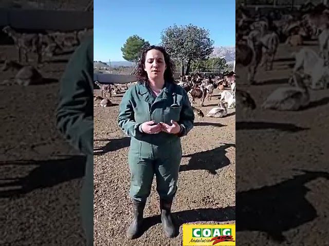 ayudasincorporacionjovenesagricultoresandalucia Andalucía Noticias 24h ayudas incorporacion jovenes agricultores andalucia