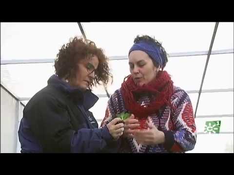 listado ayudas jóvenes agricultores andalucía