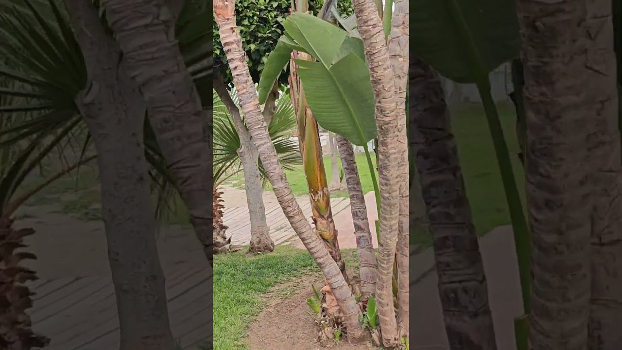 restaurante nueva andalucía arahal