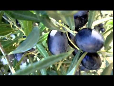 andalucesdejaenaceitunerosaltivoscancion Andalucía Noticias 24h andaluces de jaen aceituneros altivos cancion