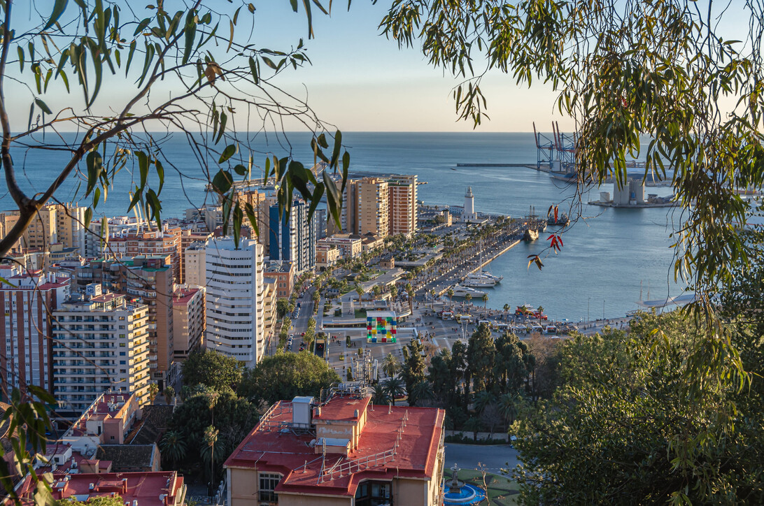 A seaside cityscape with high rise buildings along a harbor viewed from a hillside framed by branches